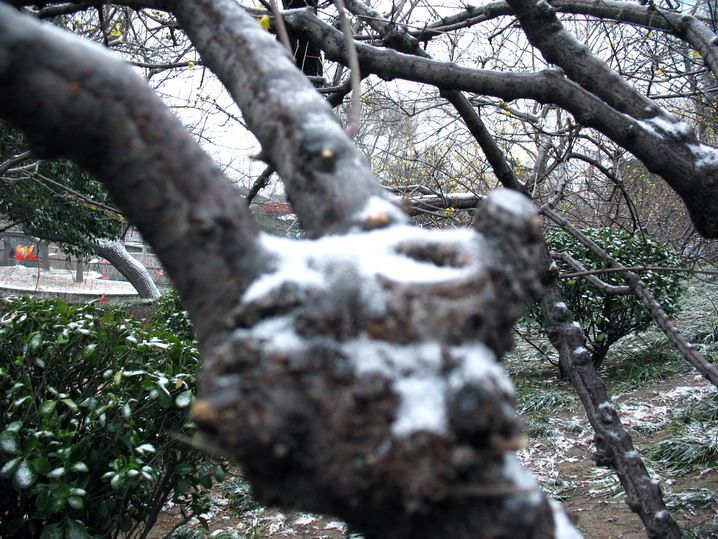 2008郑州第一场雪 摄影 吴贤德