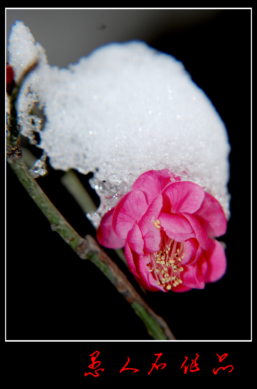 傲雪 摄影 愚人石