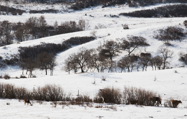 雪野 摄影 郑毅