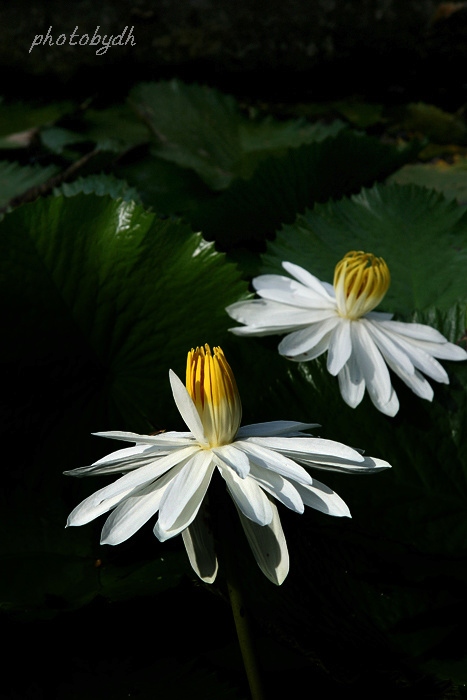 莲花 摄影 大海大