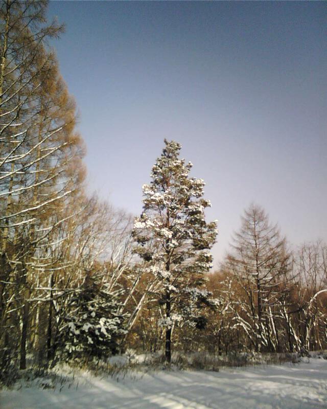 雪景 摄影 红之叶