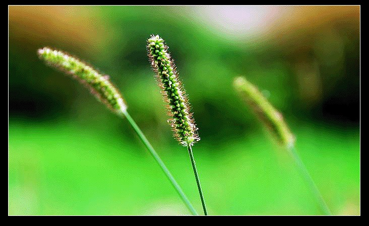 野草2 摄影 时间碎片