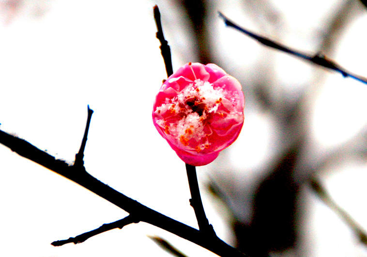 雪中梅花 摄影 一镜心怡