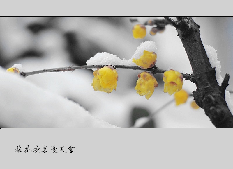 梅花欢喜漫天雪 摄影 悠悠然