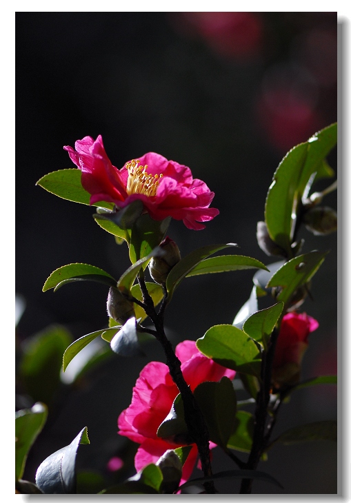 茶花 摄影 极致