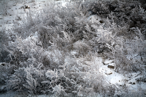 湿地雪景 摄影 j040783