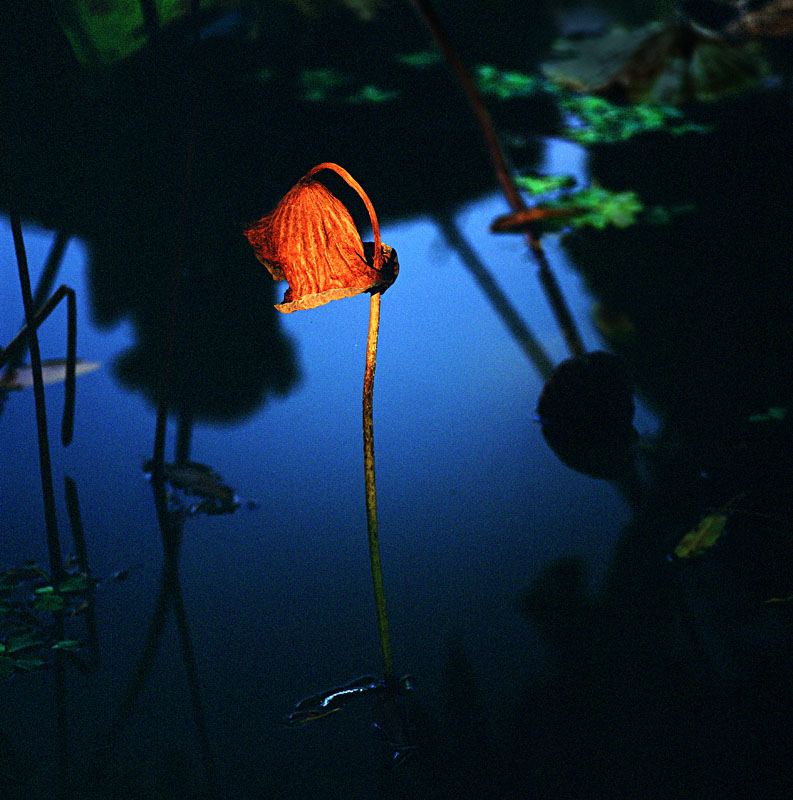 红花绿叶(4)2007惨荷(02) 摄影 火飞狐