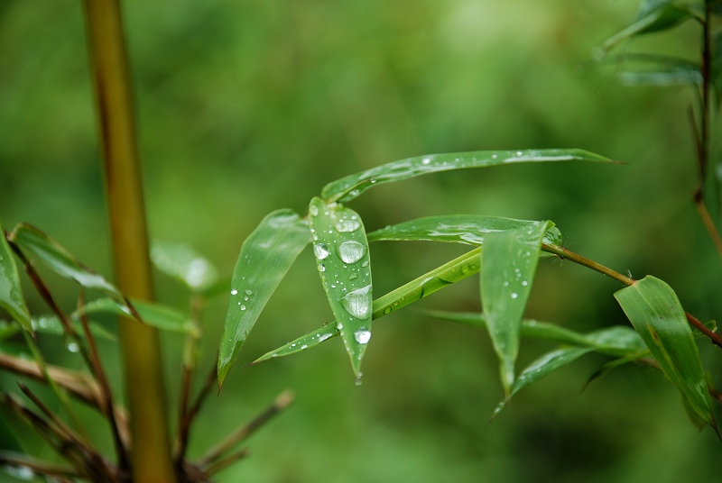 翠·绿 摄影 自由的飞