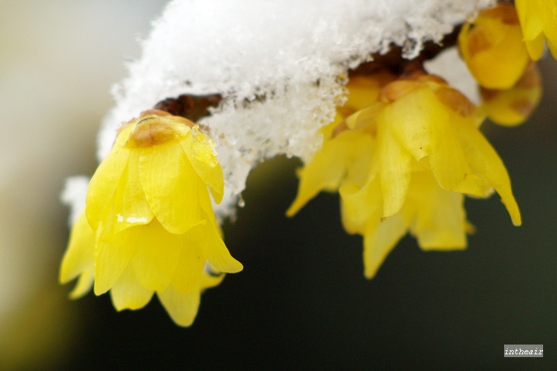 雪,腊梅... 摄影 菜鸟想高飞