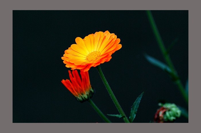 小花 摄影 进城