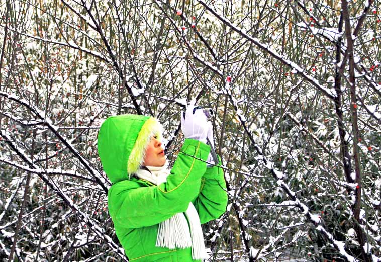 雪中拍梅花 摄影 一镜心怡