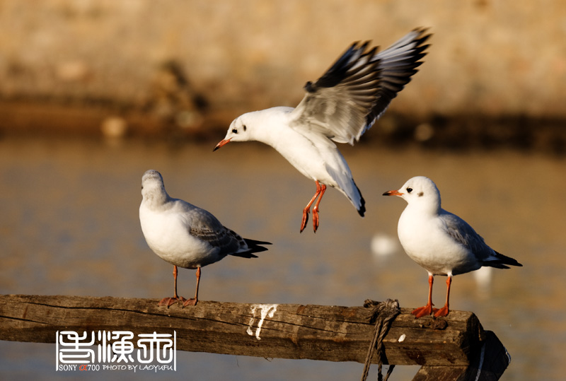 《停靠》 摄影 老渔夫