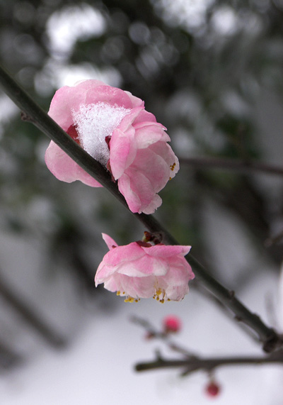 雪后疏梅 摄影 长林头角