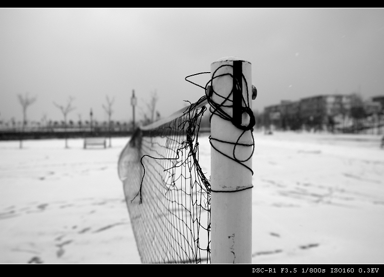 网-雪 摄影 枪花儿