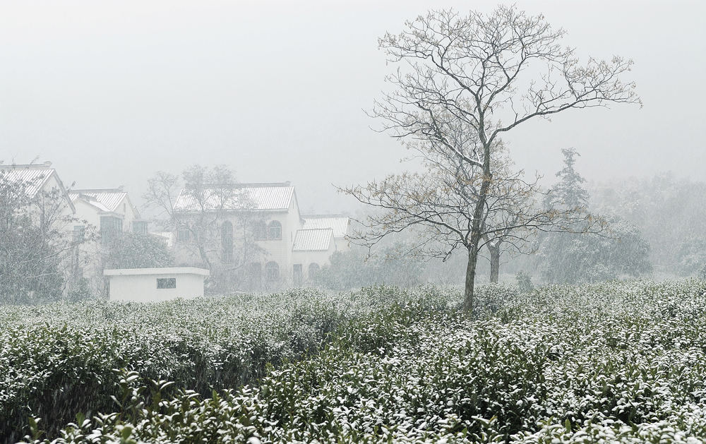 腊八喜雪 摄影 苏州酒话