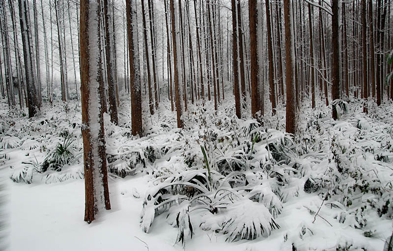 《雪林》 摄影 都来评评