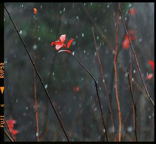 家门口的风景系列之 等雪 摄影 苏州山山山