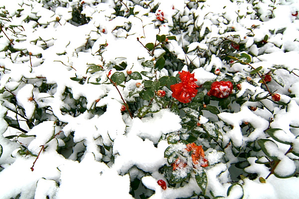 雪中小景 摄影 华华1023