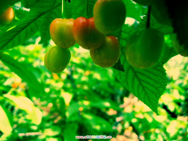 白鹿原樱桃沟1 摄影 芊芊草