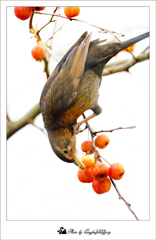 Blackbird ( 黑鸟 ) 摄影 清风弄影