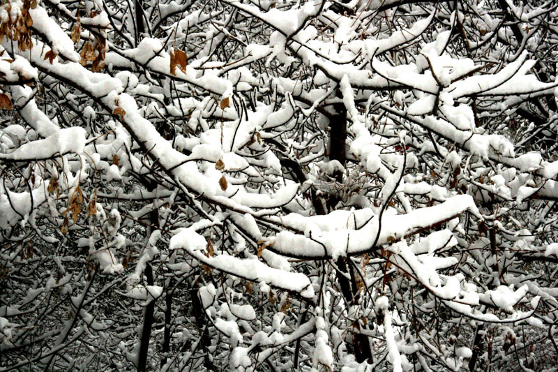 雪景 摄影 贾广顺