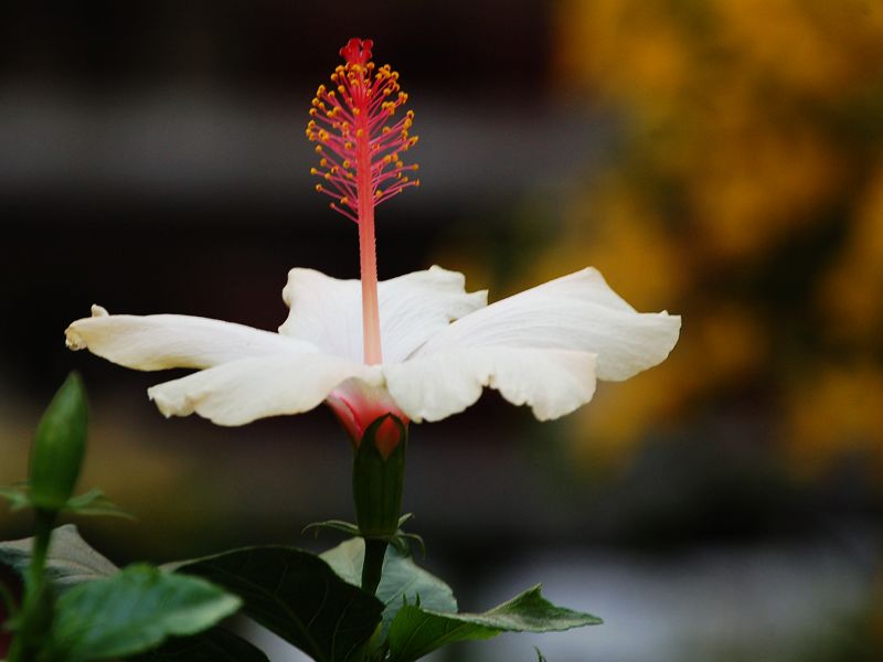 花卉 摄影 枫叶飞舞