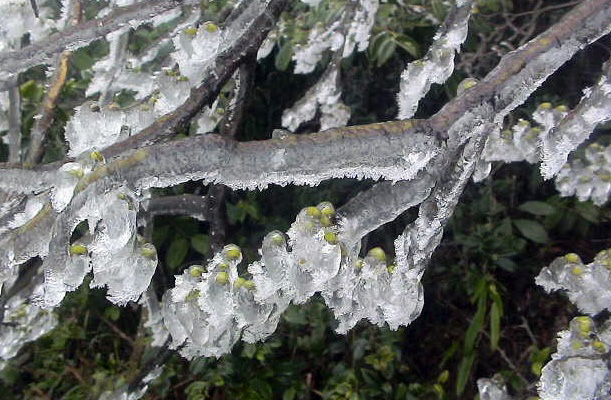 犹有花枝俏 摄影 菲子拾趣