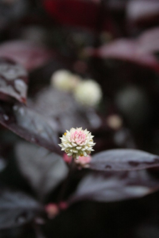 小花 摄影 小石浪子