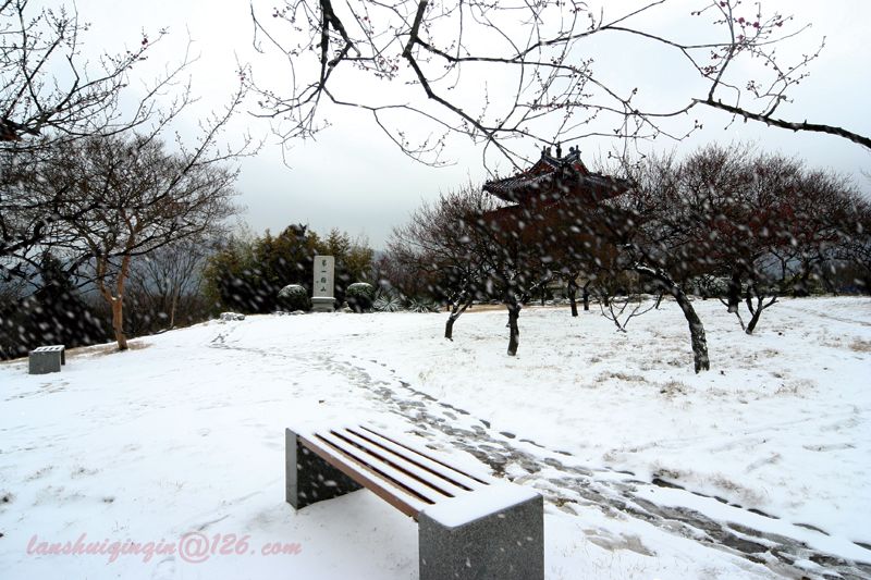 雪沃梅花山 摄影 岚水清清