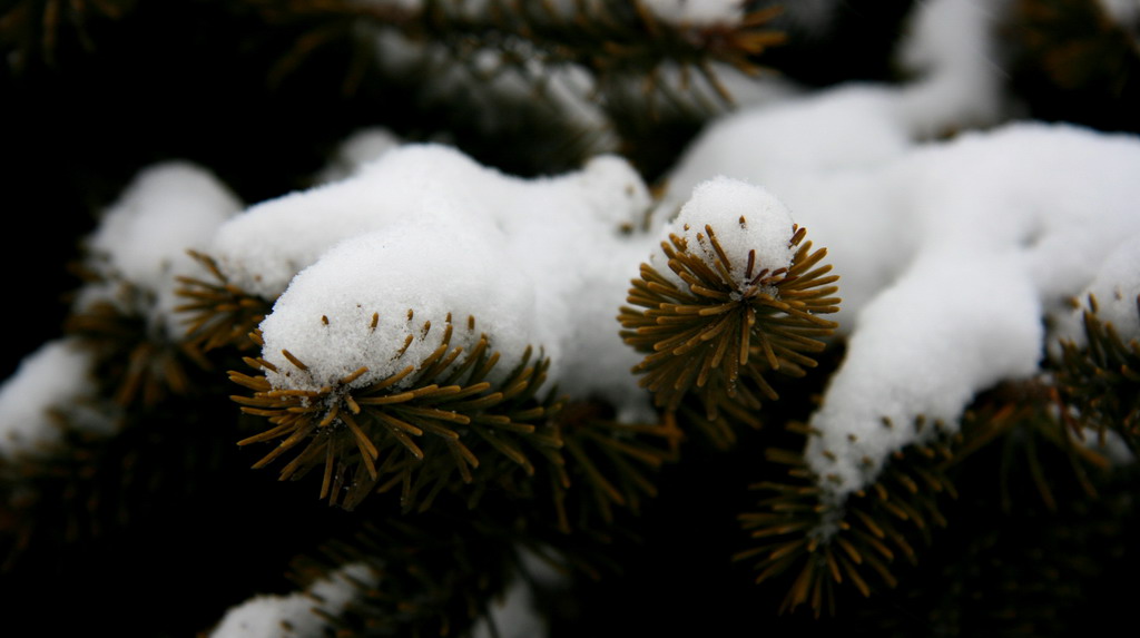 2008年第一场雪（六） 摄影 北极狼