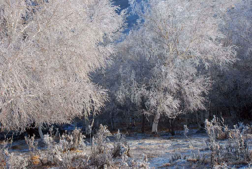 雪绒 摄影 飞鱼影子