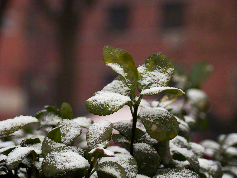 北京小雪（2008-01-17） 摄影 愁眉骑士