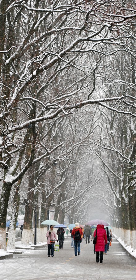 【校园初雪】学府之路——合工大校园雪中即景 摄影 -深山红叶-