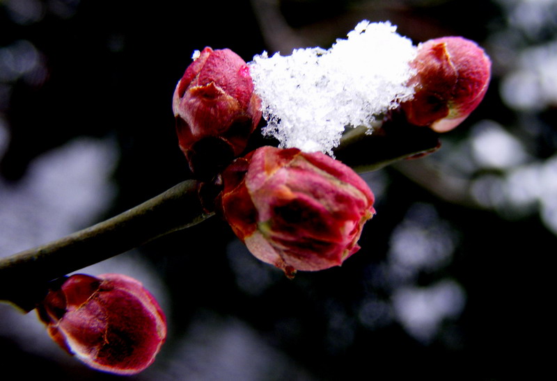 待到冰雪消融时 摄影 阿标