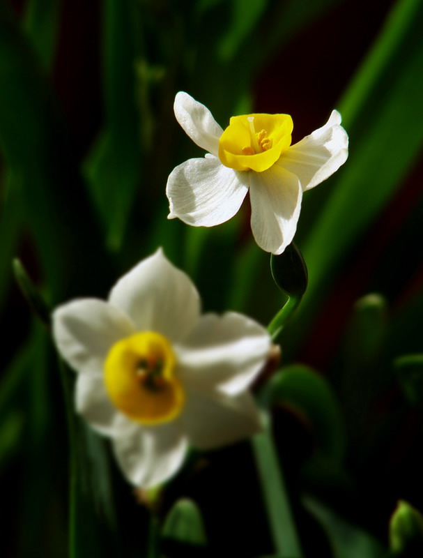 水仙花4 摄影 changjie