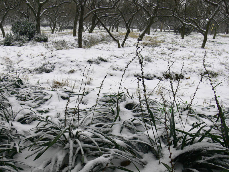 南京的冬雪 摄影 迷路的小孩