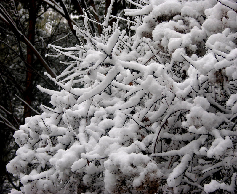 雪景 摄影 贾广顺