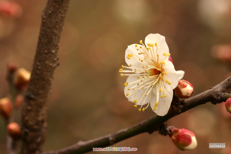 还是梅花... 摄影 菜鸟想高飞