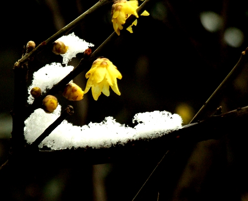 残雪问梅 摄影 楚石