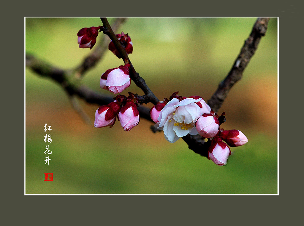 红梅花开 摄影 九点差一刻