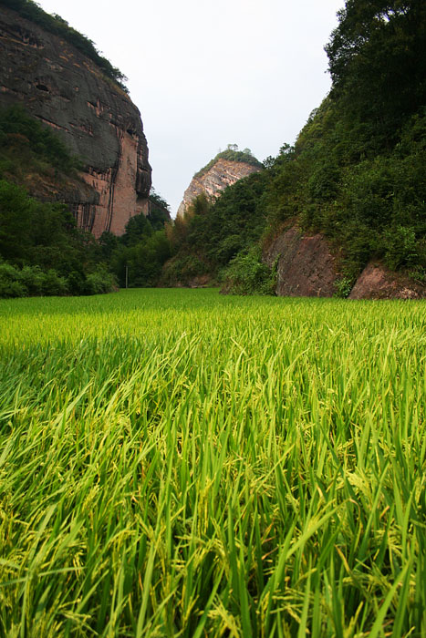 稻田 摄影 滕滕世界