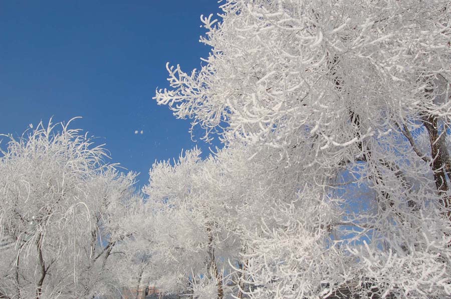 暮如青丝朝成雪 摄影 巴虎邨人