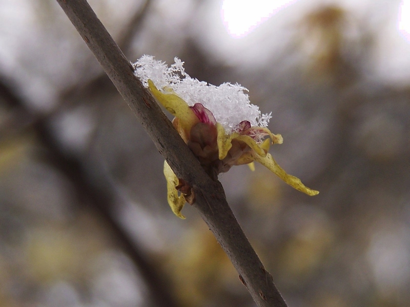 雪中腊梅 摄影 郑州老冒