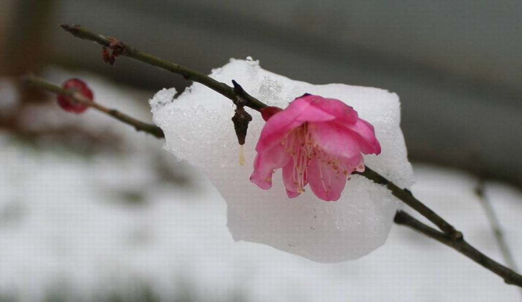 冰雪中的桃花 摄影 赞几