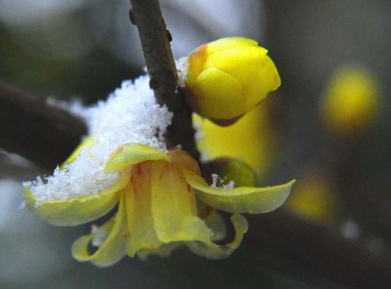 腊梅喜雪（4） 摄影 zhenshan