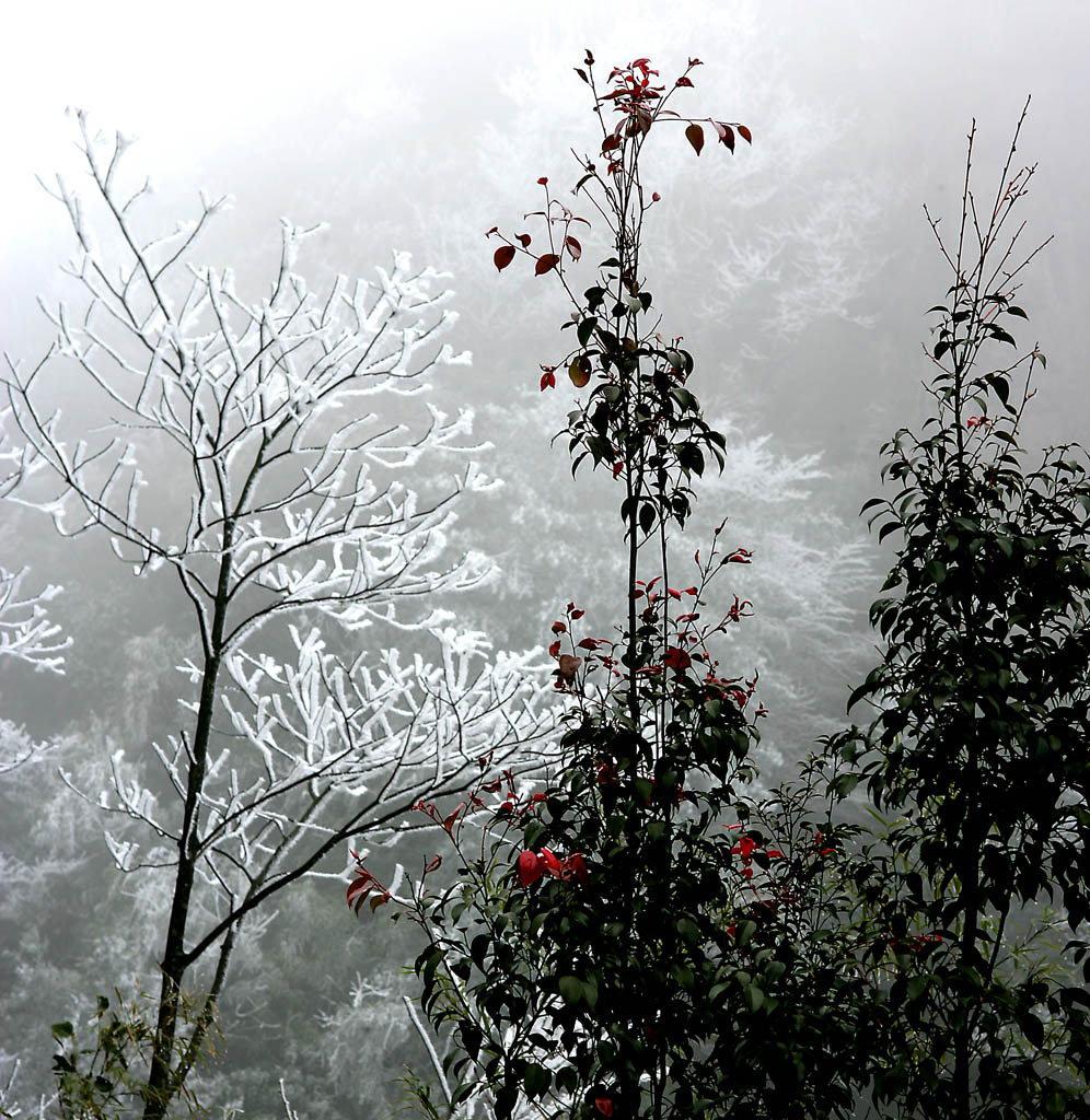 傲雪 摄影 曹黎明