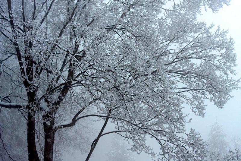 神雾山雪景系列--玉树临风 摄影 古峰