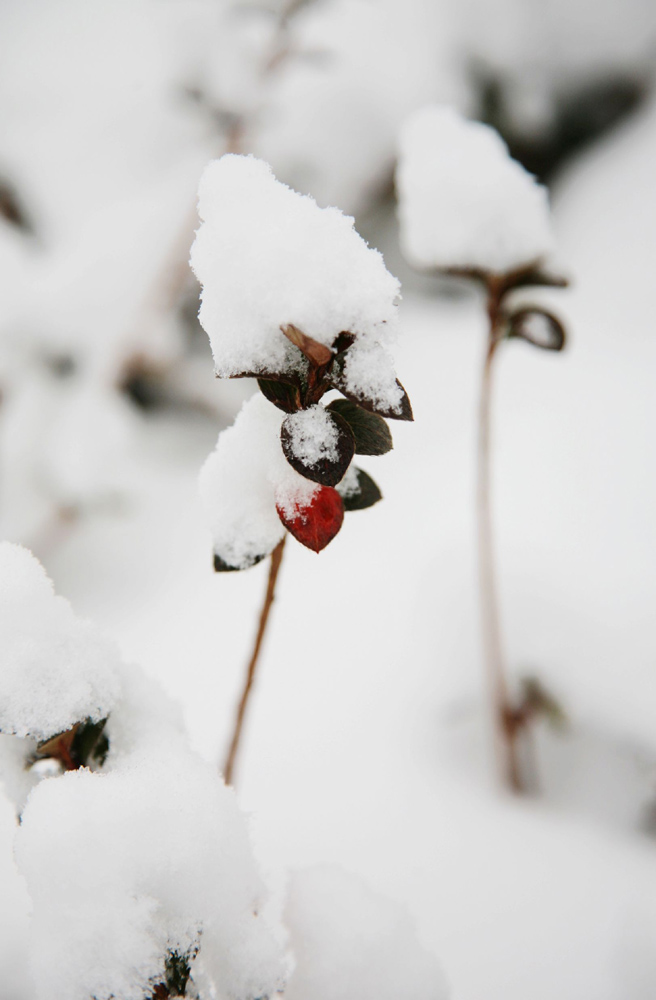 雪中小景 摄影 小米丽雅