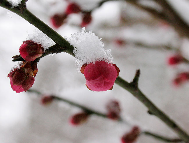 傲雪 摄影 光圈8.0