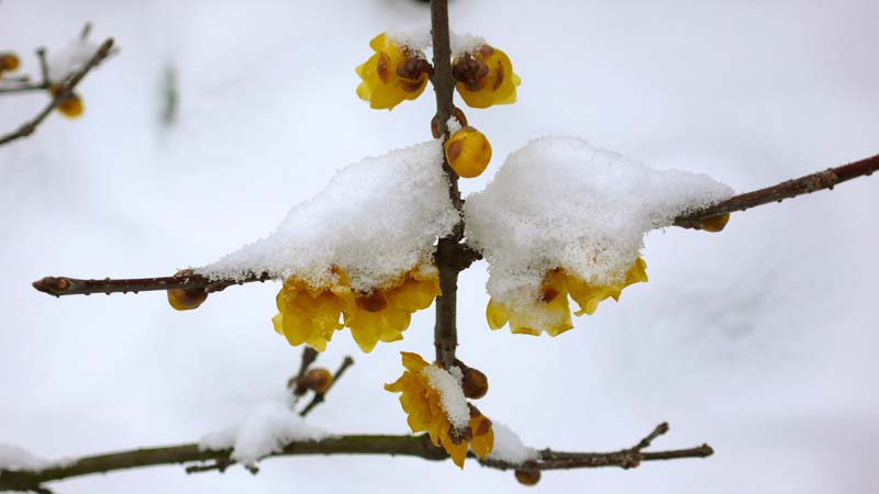 梅花与瑞雪 摄影 逗你玩